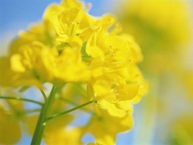 Bright Rapeseed Flowers Under Blue Sky