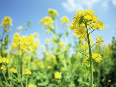 Bright Rapeseed Flowers Under Blue Sky
