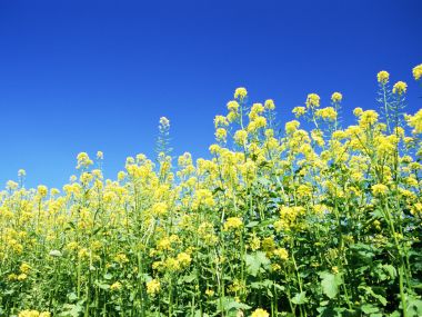 Bright Rapeseed Flowers Under Blue Sky