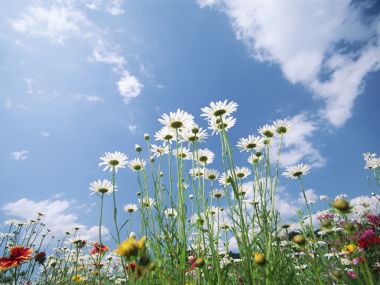 蓝天下的清新雏菊花海