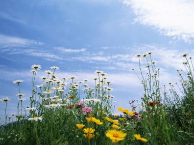 Fresh Daisies Under Blue Sky