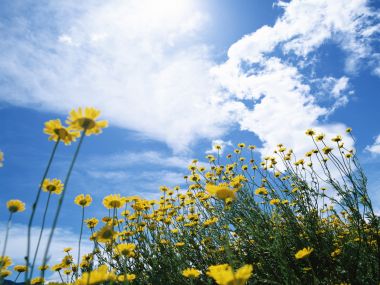 Bright Daisies Under Blue Sky