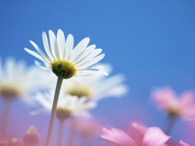 蓝天下的清新雏菊