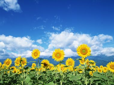Sunflower Field Under Blue Sky