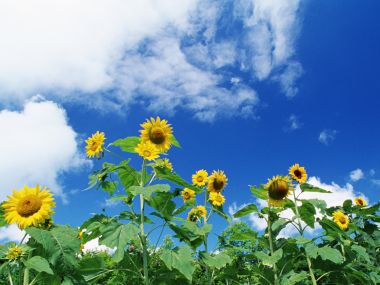 Sunflowers Under Blue Sky
