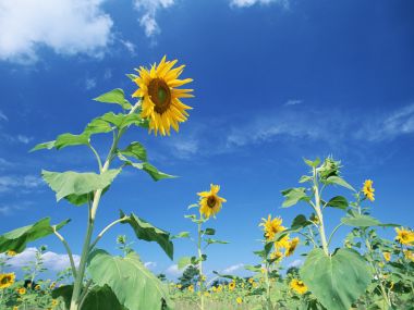 Sunflowers Under The Bright Blue Sky