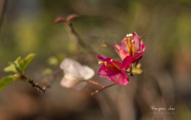 Indian Bougainvillea Bloom