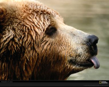 Brown Bear Side Profile National Geographic