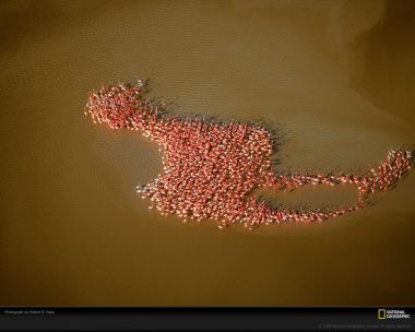 Flamingo Flock Forms Pattern On Water By Robert Haas