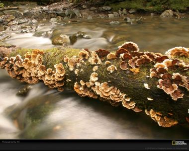 Fungus Covered Log In American Stream