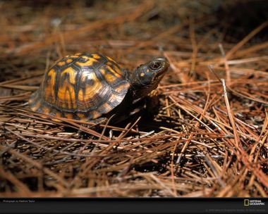 Box Turtle In American Forest Meadford Taylor