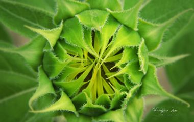 Close Up Of Sunflower Bud
