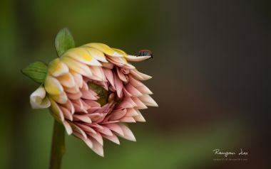 Japanese Macro Photography Pink Flower Insect
