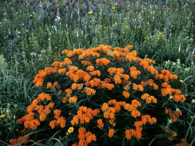 Butterfly Weed Blooming Schulenberg Prairie