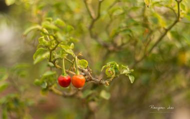 Red Pepper On Branch Nature Closeup