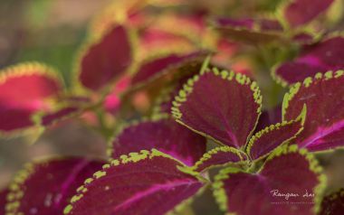 Colored Leaves Close Up