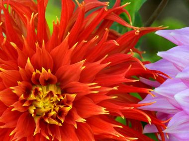Vibrant Red Dahlia Closeup