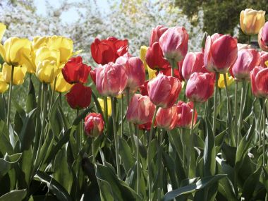 Colorful Tulip Field