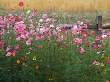 Colorful Wildflowers Pink Cosmos By Fence
