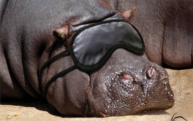 Hippo Wearing Eye Mask Sleeping