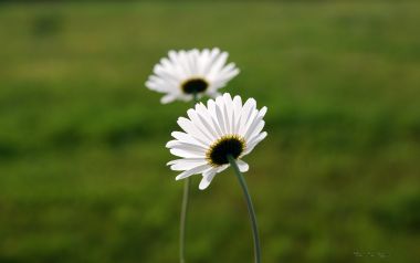 Two Daisies Daisy