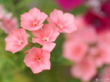 Personal Floral Photography Vol. 7