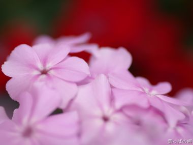 Pink Hydrangea Macro Shot Romantic Aesthetic