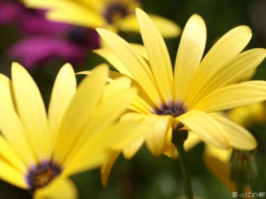 Microscopic View Of Yellow African Daisy