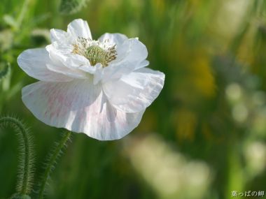 White Poppies Macro Photography Tender Petals And Gentle Light