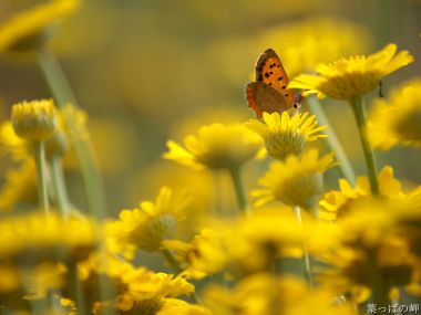 Japan Mizusawa Hachimaki Yellow Flowers Butterfly Macro