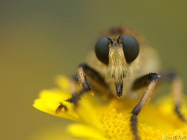 Bee Macro Photography Yellow Flower