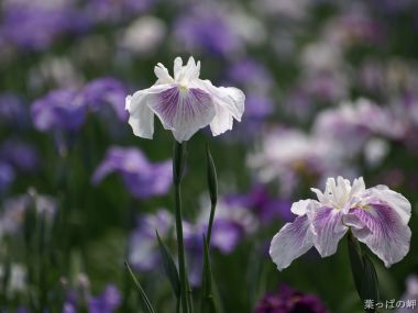 日本花园中的白色鸢尾花