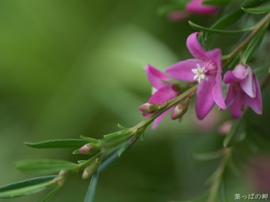 Japanese Pink Flower Specialty Yappano Misaki