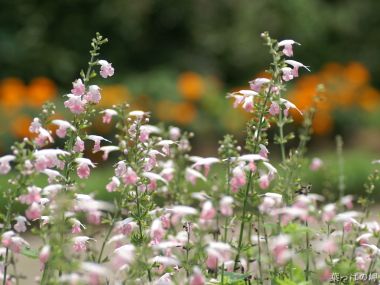 Pink And White Flowers In Japanese Garden