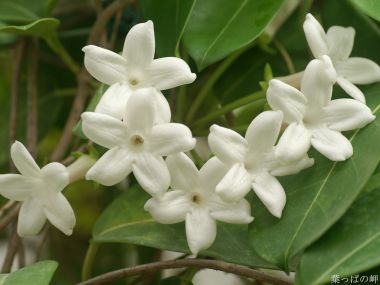 White Jasmine Flowers Green Leaves Realistic Snapshot