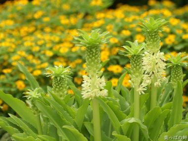 日本花园中的绿色植物与白色小花