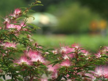 Japan Pink Flower Nature Wallpaper