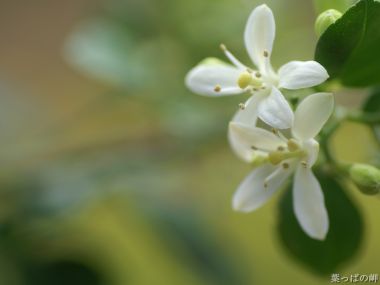 White Flower Special Closeup Japan Nature