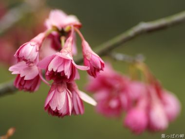 日本樱花特写：粉色花瓣的细腻之美