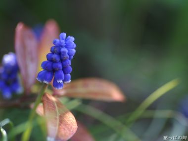 蓝色风信子的微观之美