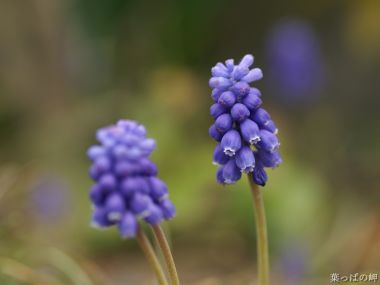 Japanese Spring Purple Forget Me Nots Macro