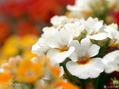 White Flower Special Closeup Mellow Background