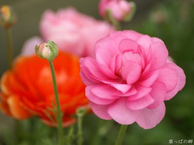 Blooming Ranunculus: Pink And Orange Delicate Beauty