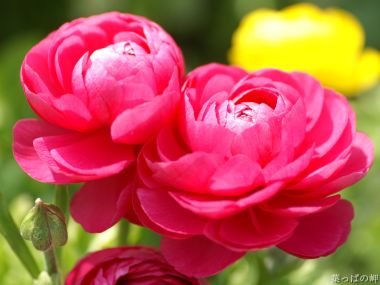 Pink Carnation Japanese Garden Special