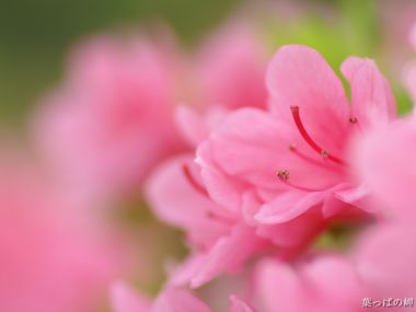 Japanese Spring Pink Flower Detail