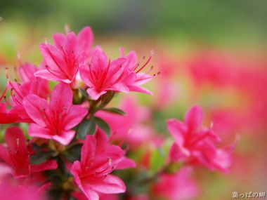 Japanese Spring Flowering Genkwa