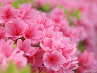 日本春季粉色杜鹃花盛开