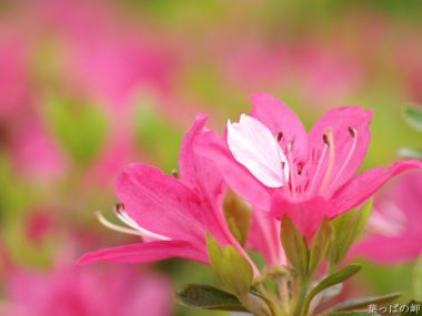 Pink Flowering Genkwa At Misaki No Happa Japan