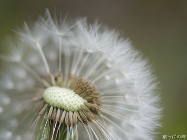 Dandelion Seed Macro Shot Spring Calmness