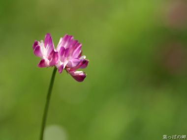 日本春天的紫色小花「葉っぱの岬」